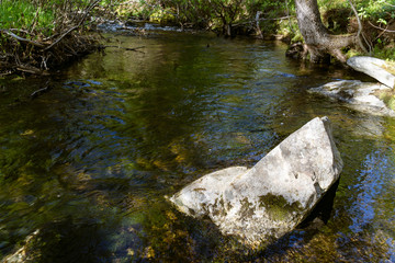 Northern forest river in the taiga