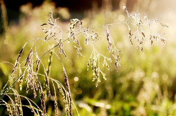 Утренняя роса