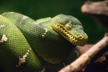 green snake
