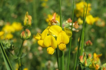 Obraz premium Lotus corniculatus flowers in the meadow, closeup