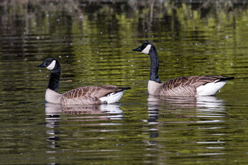 Canada Goose (Branta canadensis), Auvergne, France.