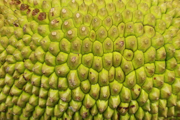 Close up macro of the Jackfruit's yellowish green rough spiny skin texture background, Tropical...