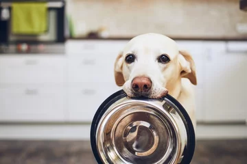 Fotobehang Hond wacht op eten © Chalabala