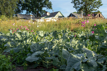 Fototapeta na wymiar Vegetables growing in permaculture garden, traditional countryside landscape