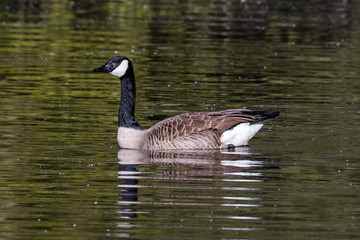 Canada Goose (Branta canadensis), Auvergne, France.