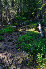 Wild mountain trail through the taiga