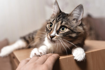 Portrait of a beautiful Cat, which carefully looks into the distance