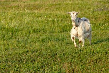 Fototapeta premium Background with Free-range white goat in sustainable organic farm with green fields under blue sky