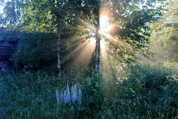 Деревенское солнце