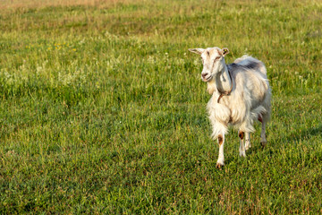 Background with white female goat in sustainable organic farm with green fields under blue sky