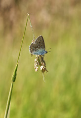 Close up of a butterfly on grass, Common Blue