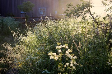 Утро в старой деревне