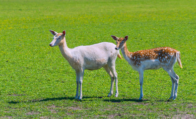 Female (left) and male of axis deer in nature conservation reserve park, Europe