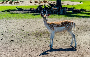 Male of axis deer in nature conservation reserve park, Europe