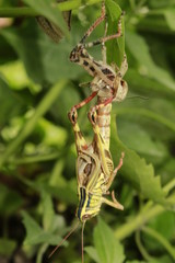 A reborn grasshopper emerges from its old body, leaving a former replica of itself behind, Beautibul amazing wildlife.