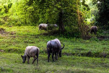 buffalo standing and grazing grass in the morning light, eating some fresh green grass in the farm. Buffalo in Southeast Asia