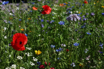 colorful flowers in the summer on a flower meadow