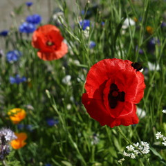 colorful flowers in the summer on a flower meadow