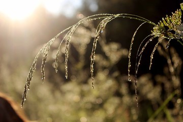 Утренняя роса