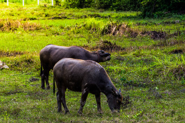 Naklejka na ściany i meble buffalo standing and grazing grass in the morning light, eating some fresh green grass in the farm. Buffalo in Southeast Asia