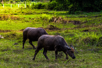 buffalo standing and grazing grass in the morning light, eating some fresh green grass in the farm. Buffalo in Southeast Asia