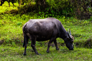 buffalo standing and grazing grass in the morning light, eating some fresh green grass in the farm. Buffalo in Southeast Asia