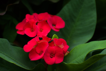 Euphorbia milii, the crown of thorns, Christ thorn, called Corona de Cristo in Latin America, native to Madagascar.