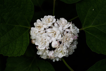 Obraz na płótnie Canvas Blooming rose clerodendrum (Clerodendrum fragrans) flower, Cashmere Bouquet ,Honolulu Rose ,Stick Blush as ornamental plant in Thailand