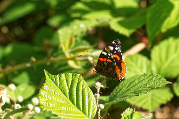 Close up of a butterfly on flower, Red Admiral on Blackthorn, Vanessa atalanta 