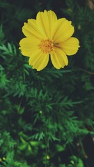 yellow flower on green background