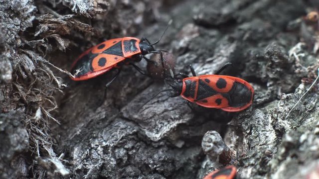 Common European firebugs feeding on a mallow seed while on the trunk of a tree macro closeup.