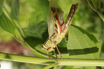 New born grasshopper