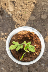 Young seedlings sprouted in a glass in early spring