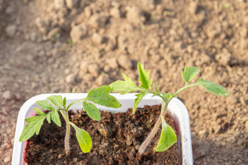 Young seedlings sprouted in a glass in early spring