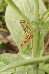 New born grasshopper
