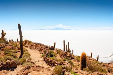 Big cactus on Incahuasi island, Salar de Uyuni salt flat, Altiplano, Bolivia. South America landscapes