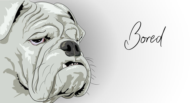 Illustration of an English bulldog who is bored