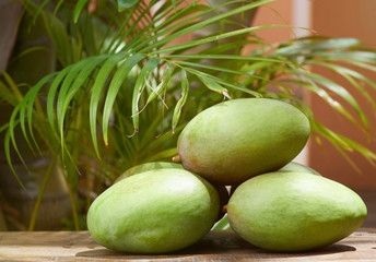 Green mangos in outdoor