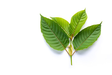 Leaves of Kratom or mitragynine on white background isolated