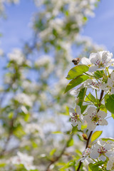 Bee collects nectar from white flowers of pear tree in late spring