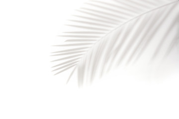 shadows of palm leaves on a white wall.natural leaves tree branch falling on white wall texture for background and wallpaper,