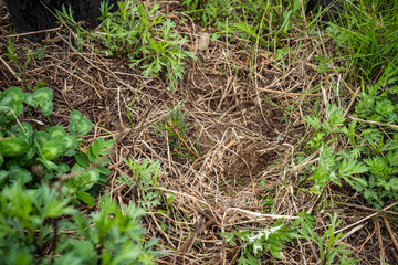 planting cedar seedlings. cedar. seedlings close-up green