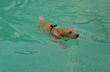 Cute off white golden retriever labrador swimming at a swimming pool in a pool party organised in Delhi, India. Dogs are natural swimmers and will naturally start “dog paddling” when in water