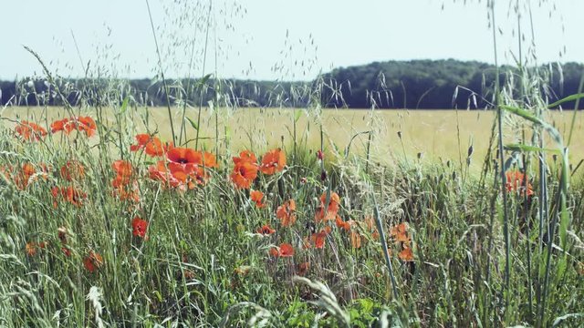 Le bonheur est dans la nature