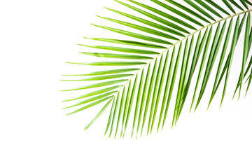palm leaves on a white wall.Green leaves of palm tree