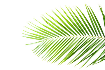 Fototapeta premium palm leaves on a white wall.Green leaves of palm tree