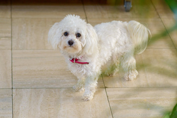 Cute little curly haired white toy poodle