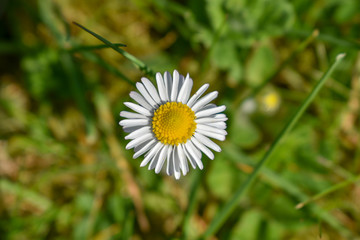 daisy in the grass