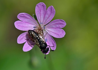 Cimbicidae is a family of sawflies in the order Hymenoptera, Greece