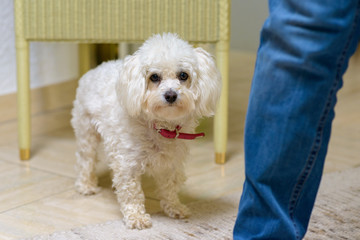White toy poodle standing alongside its owner